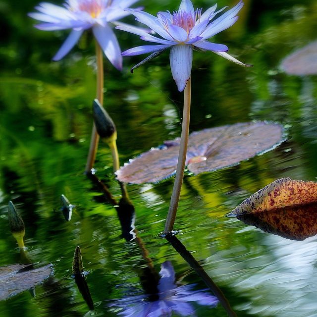 Reflecsion