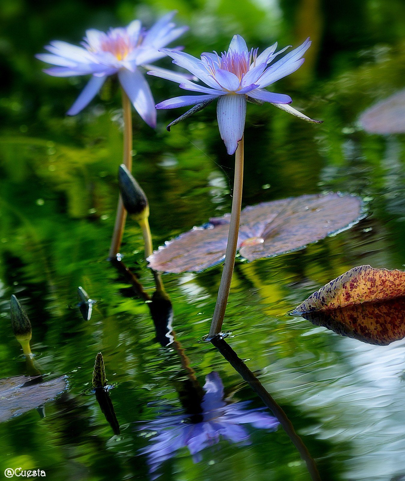 Reflecsion
