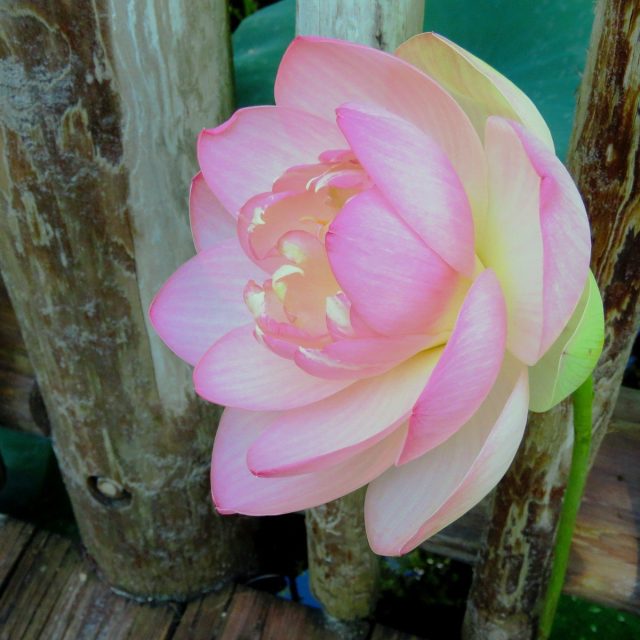 Pink Lily