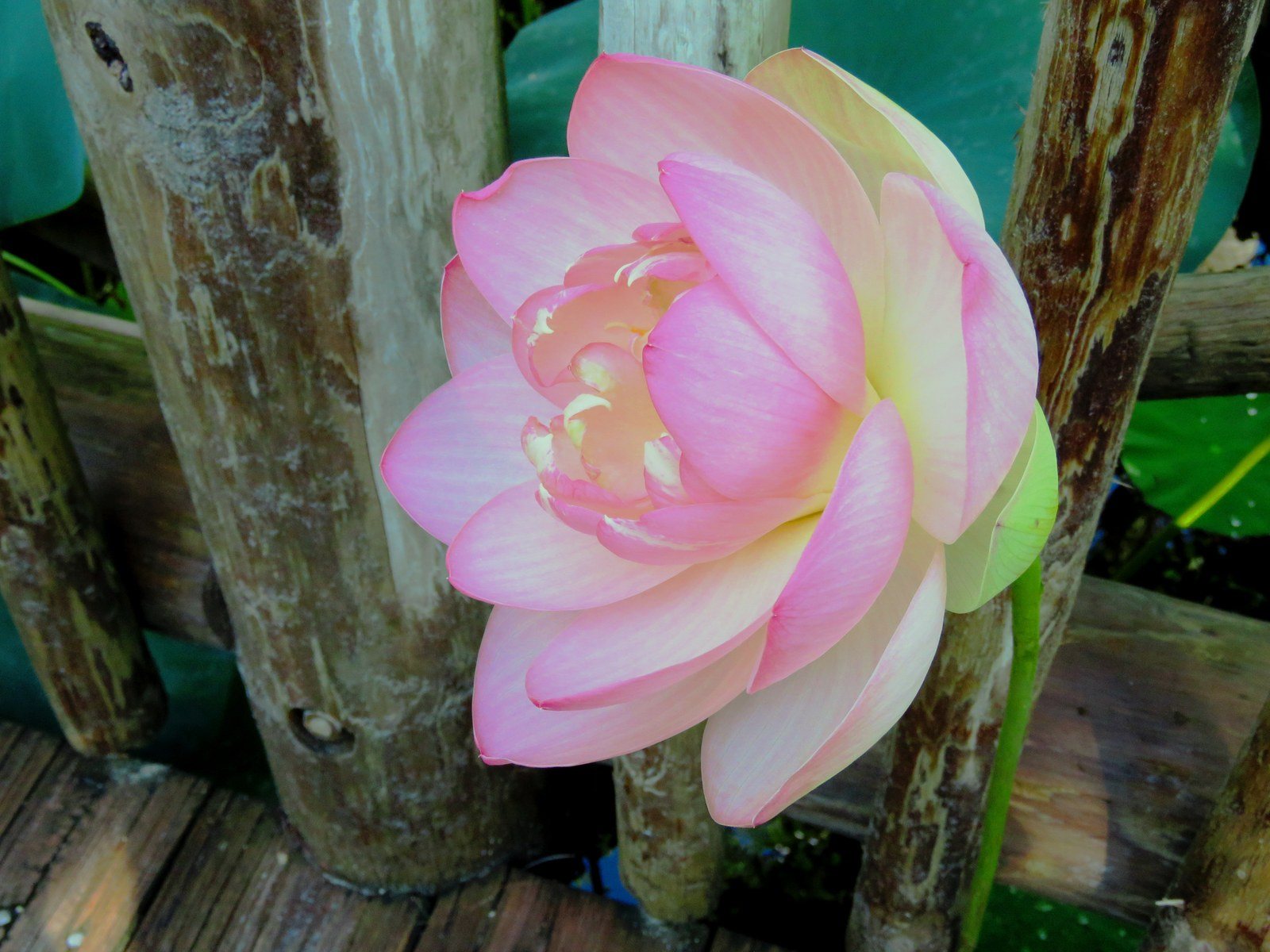 Pink Lily