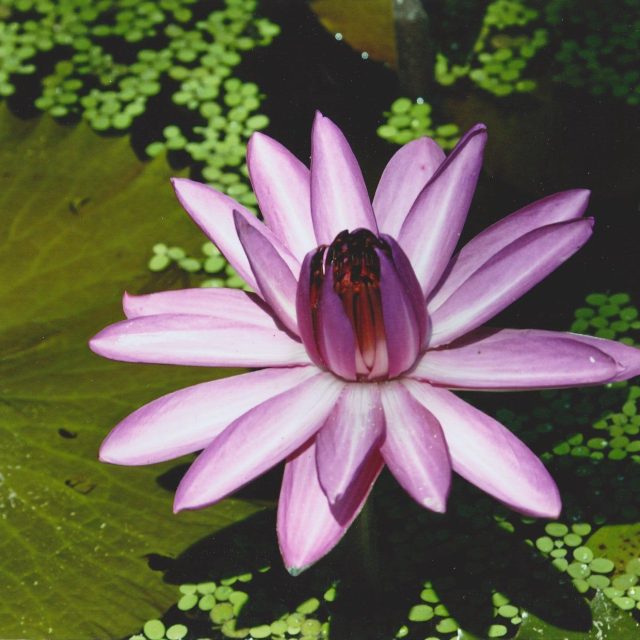 Water Lily Color
