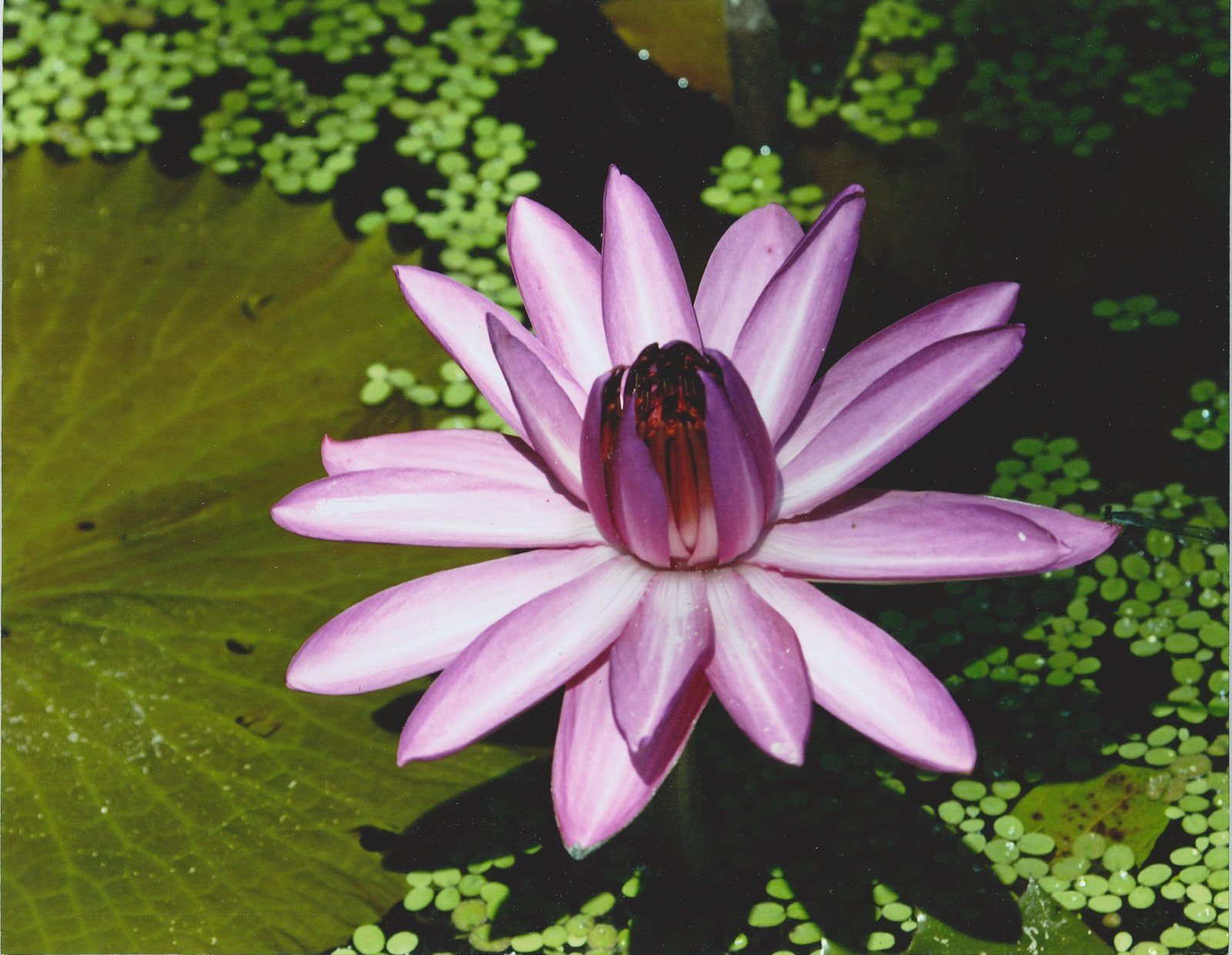 Water Lily Color