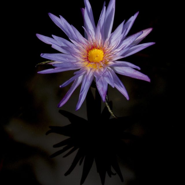 Three Leaves And A Flower