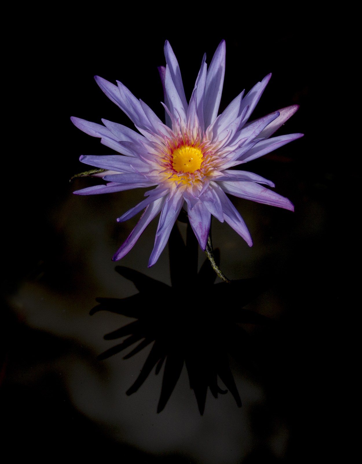 Three Leaves And A Flower