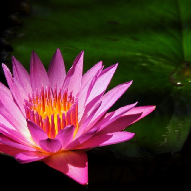 Flaunting Fuscia