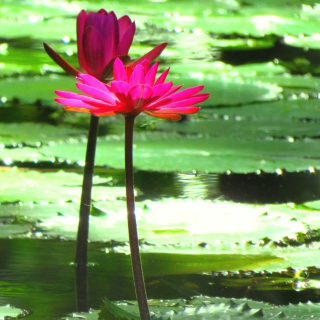 Two Lilies