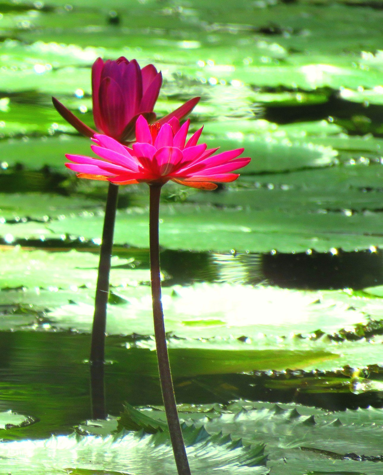 Two Lilies
