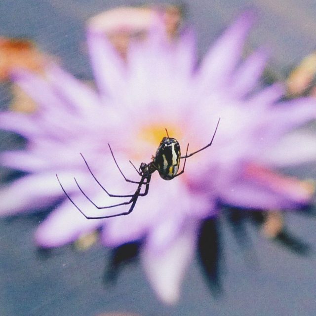 Spyder & Lily