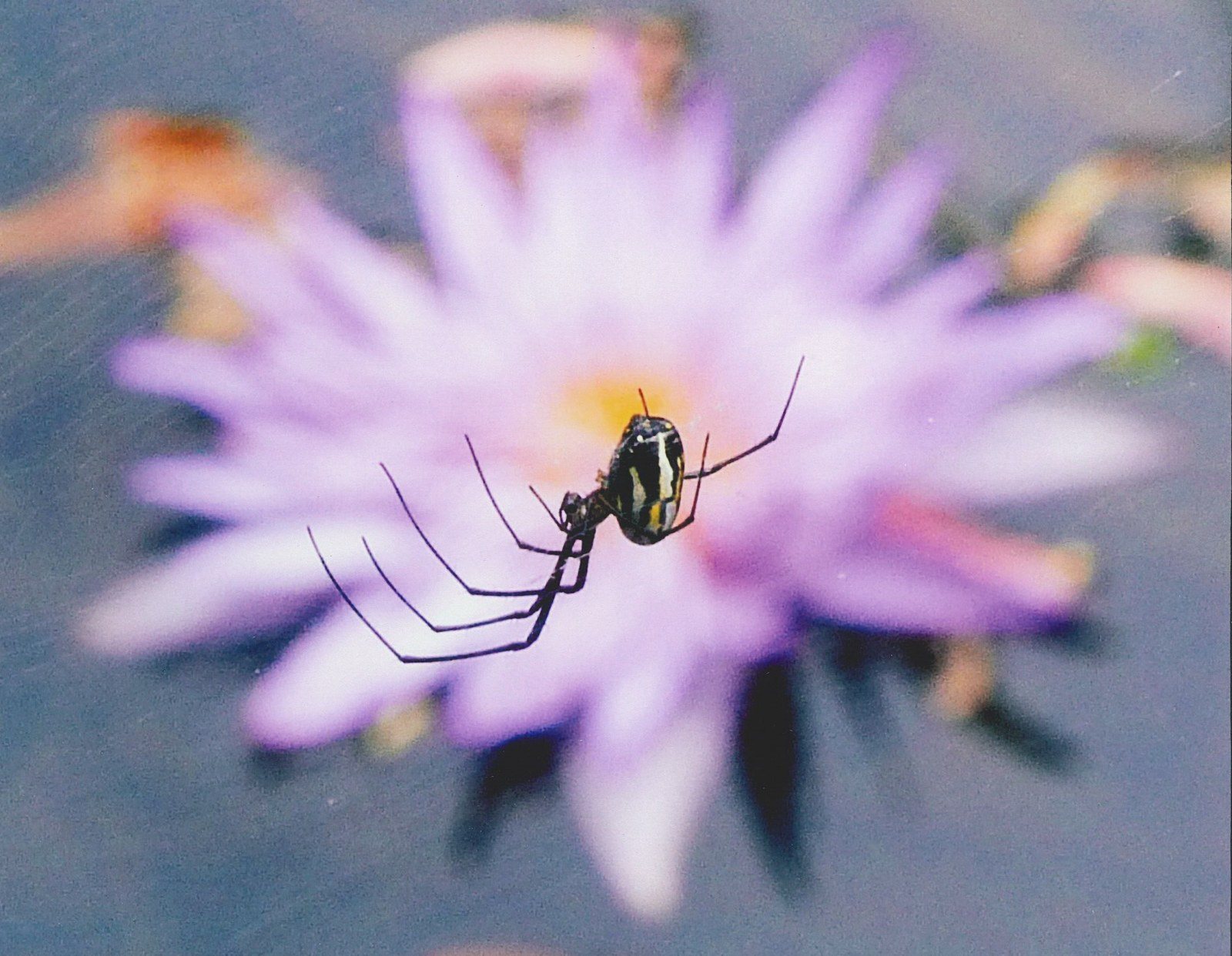 Spyder & Lily