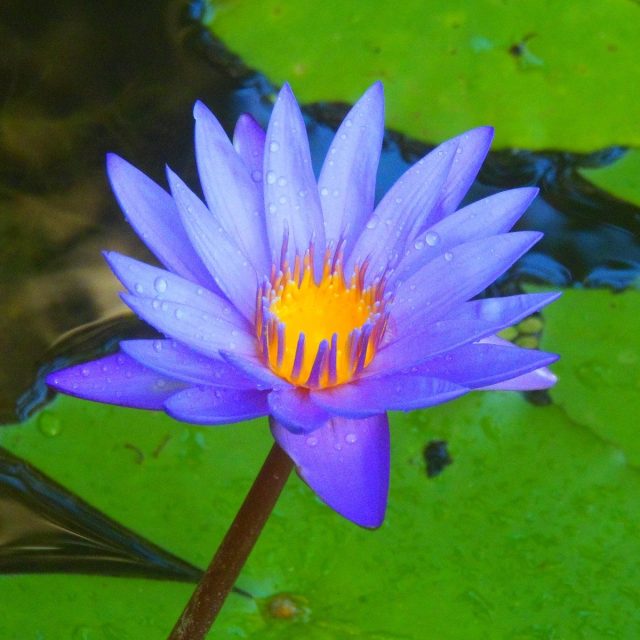 Dew Drop In