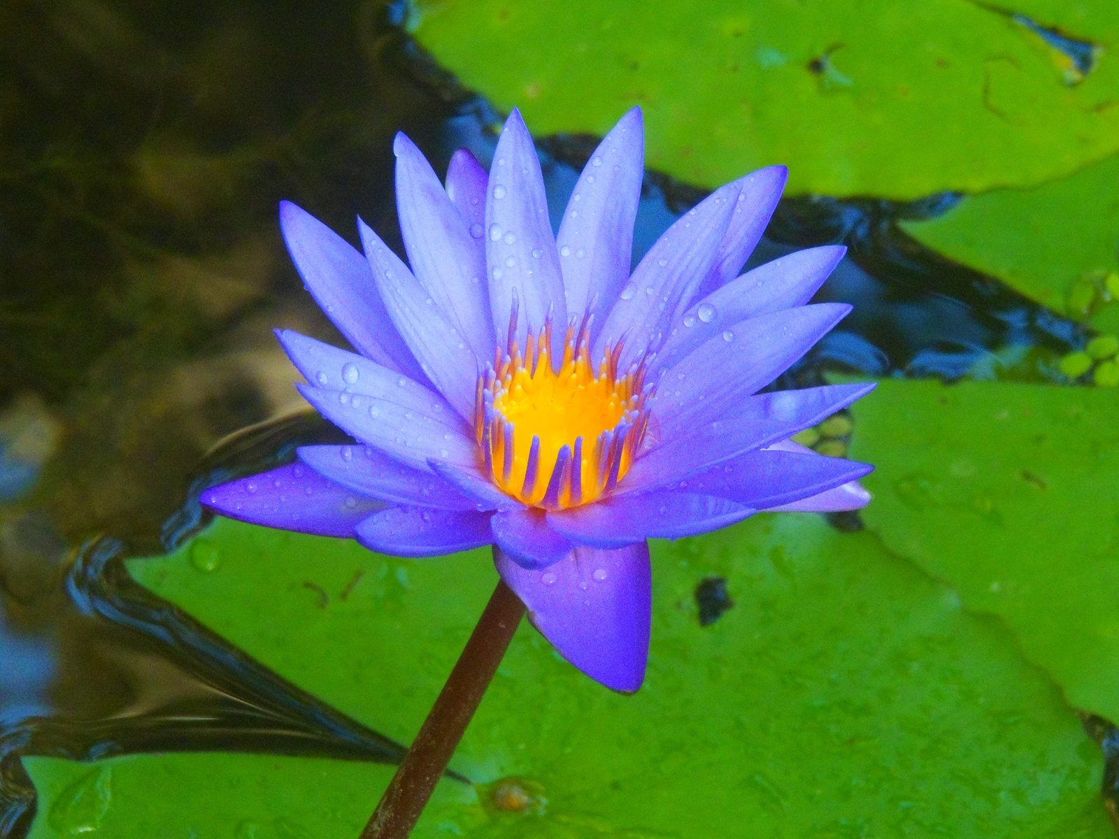 Dew Drop In
