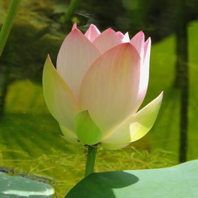 Delicate Love