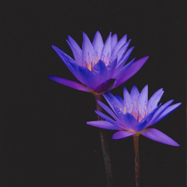 Purple Waterlilies