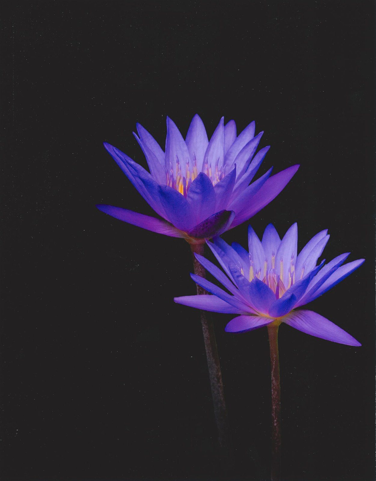 Purple Waterlilies