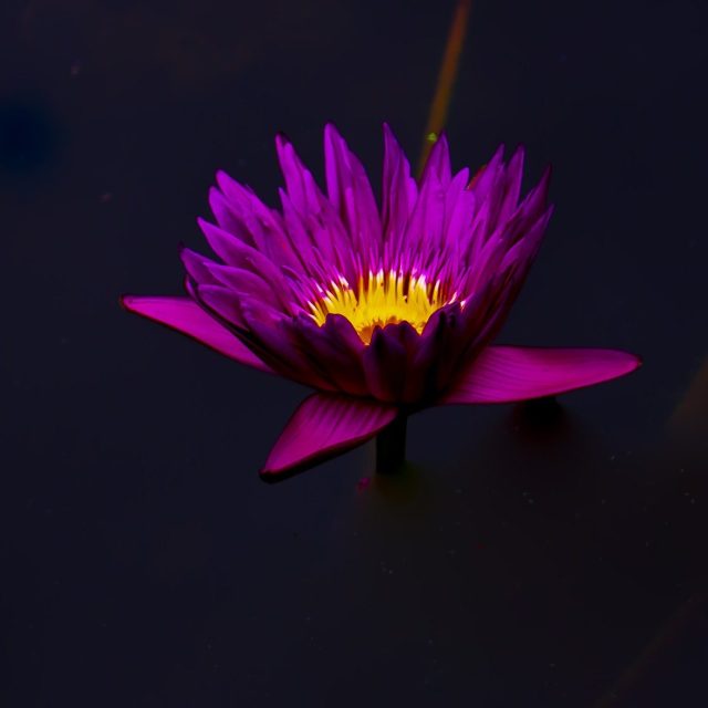 Floating Flower