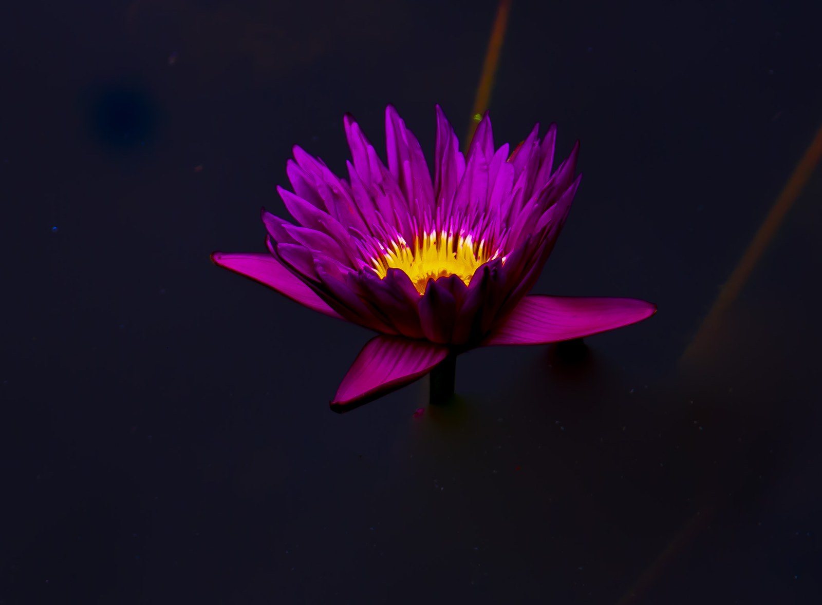 Floating Flower