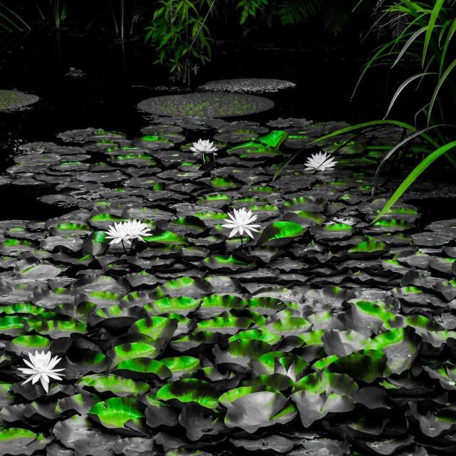 Green Peace