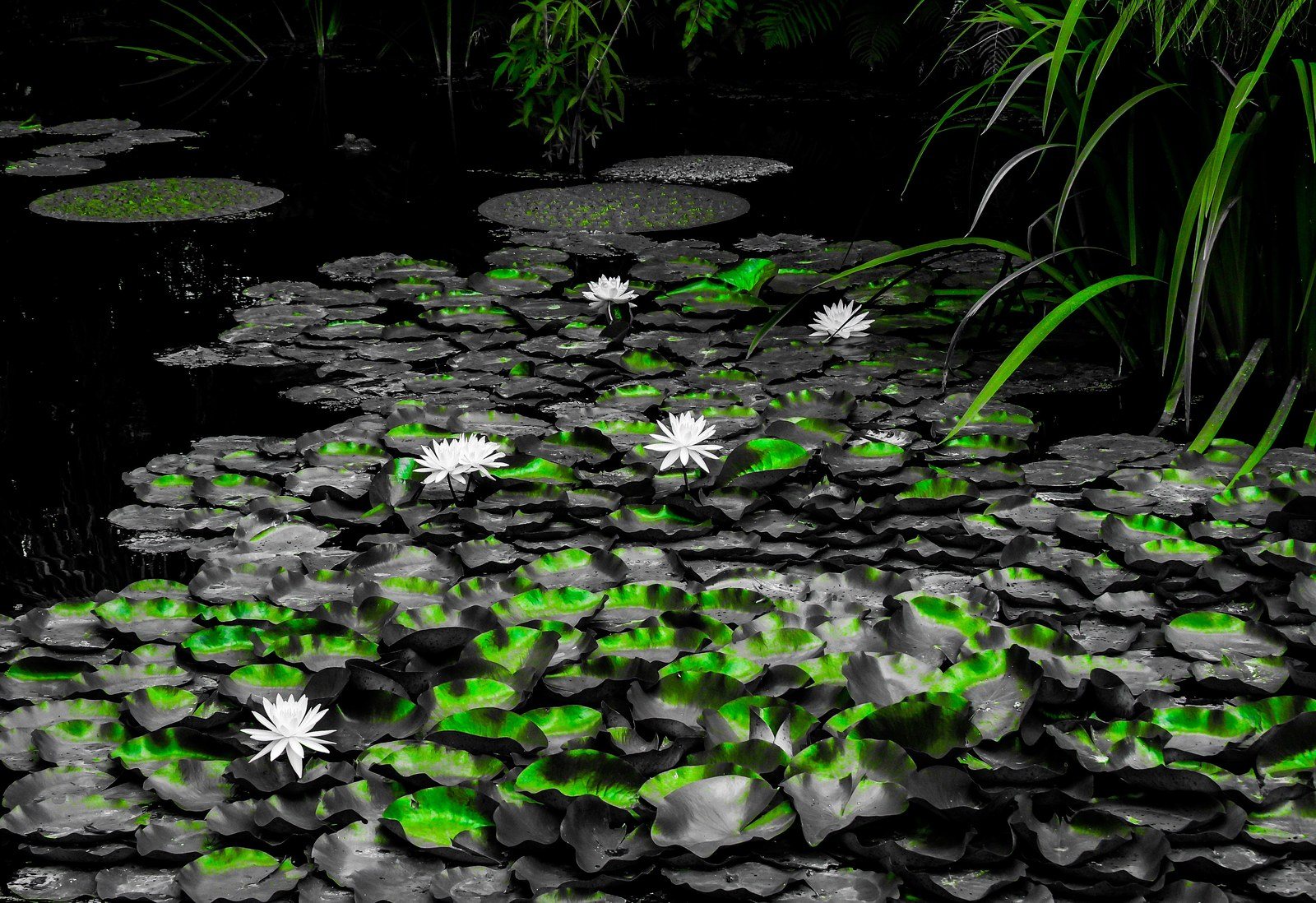 Green Peace