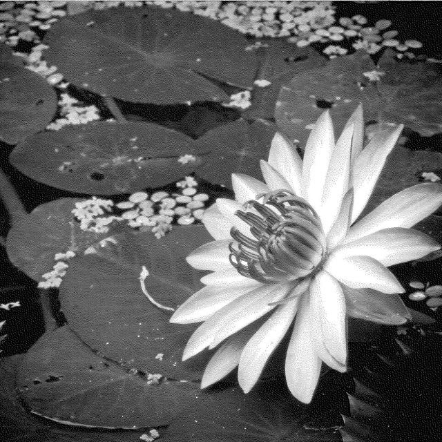 Black & White Amongst Lily Pads