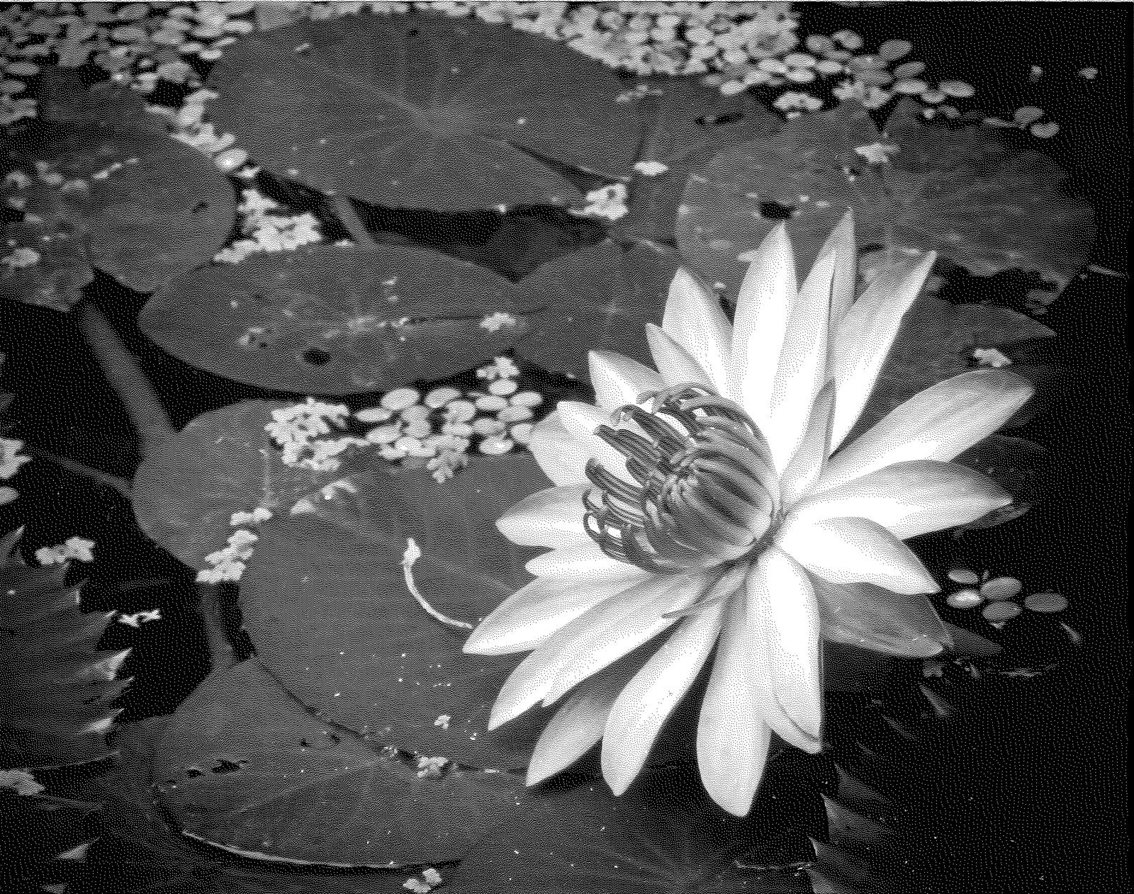 Black & White Amongst Lily Pads