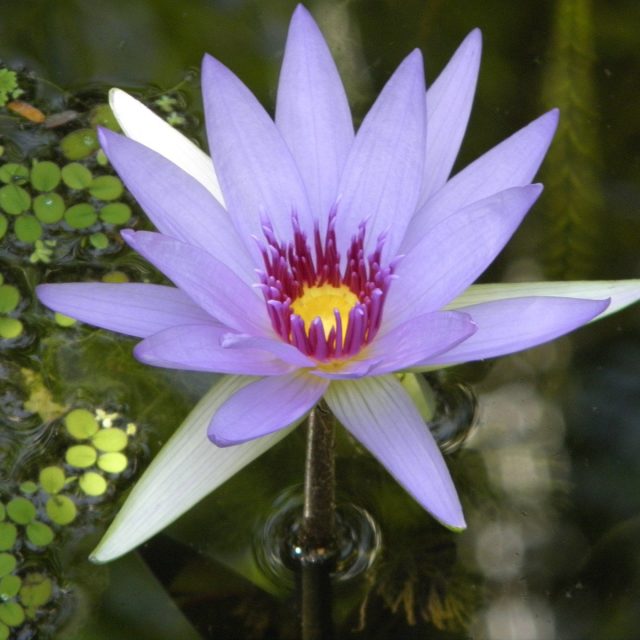Nature's Beauty