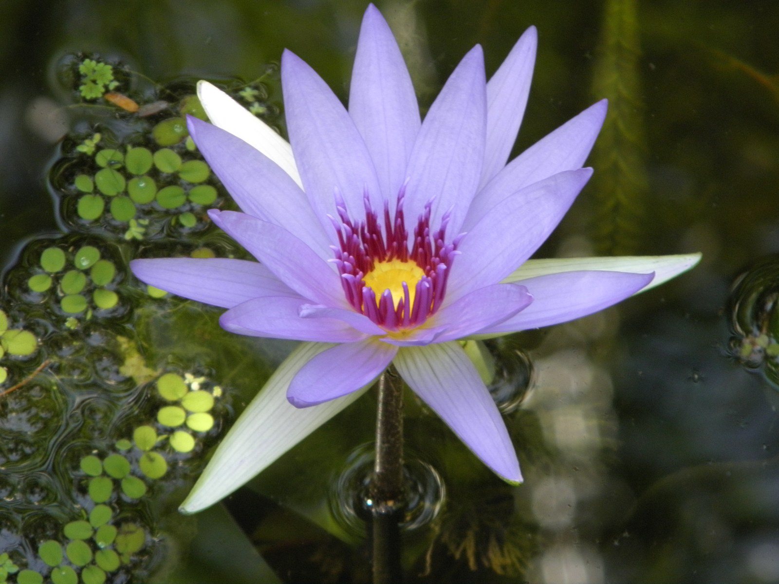 Nature's Beauty