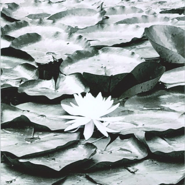 White On Leaves