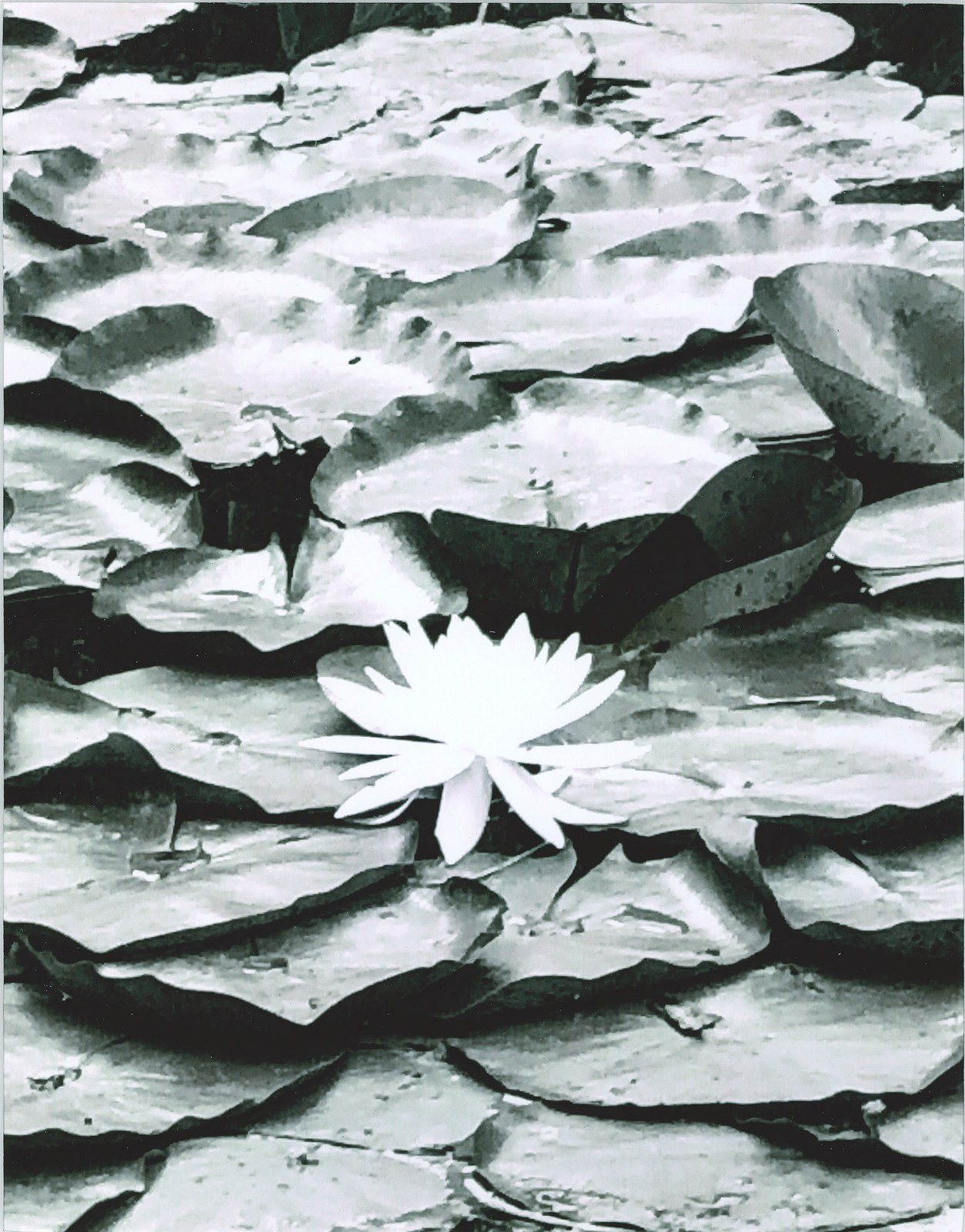 White On Leaves