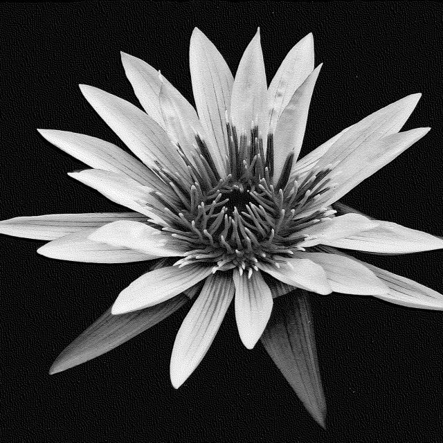 Waterlily #3