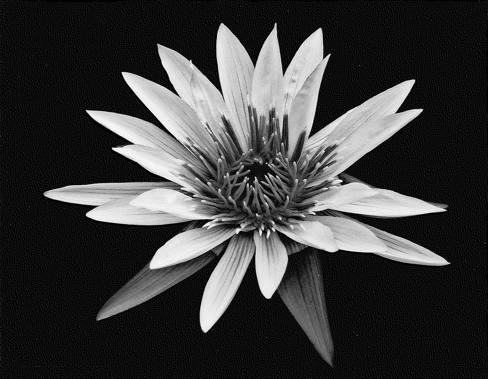 Waterlily #3