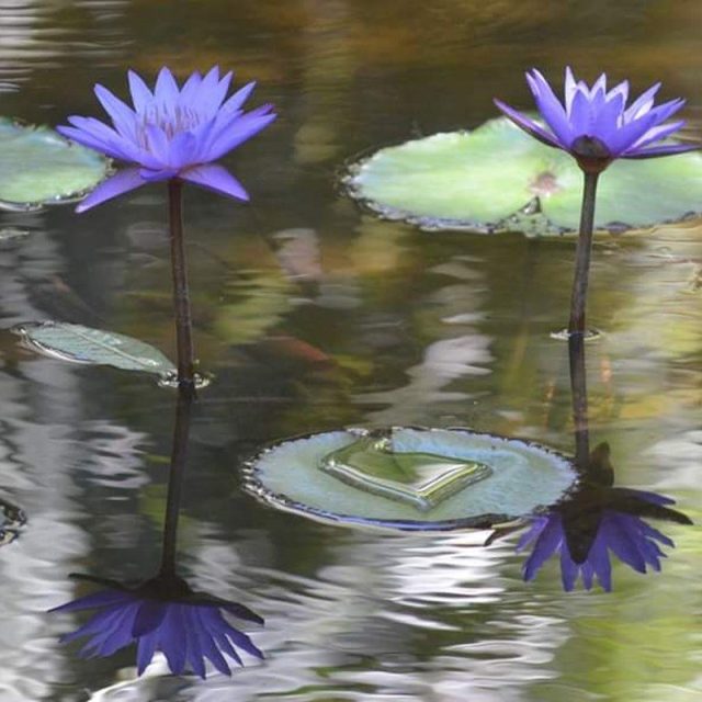 Mirror Image