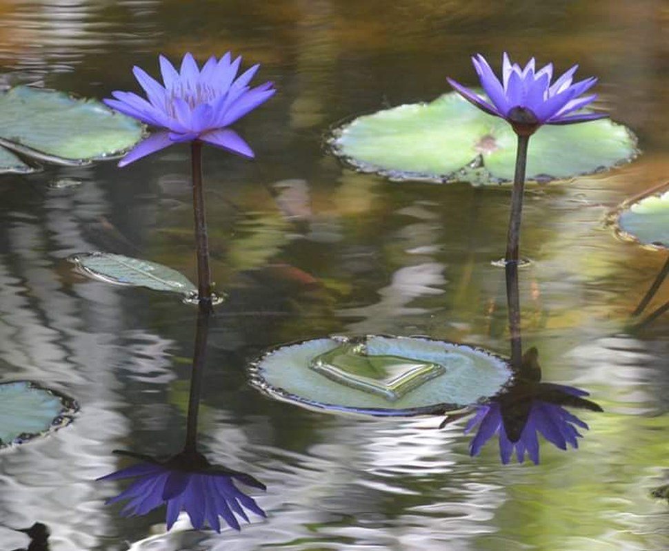 Mirror Image