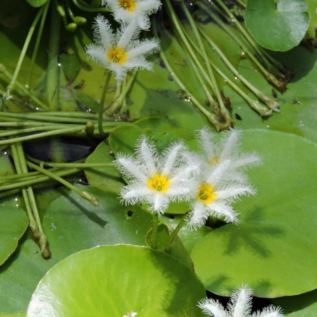 Natural Beauty