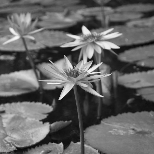 Water Lillies