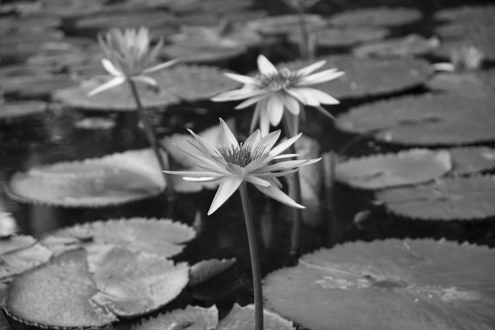 Water Lillies