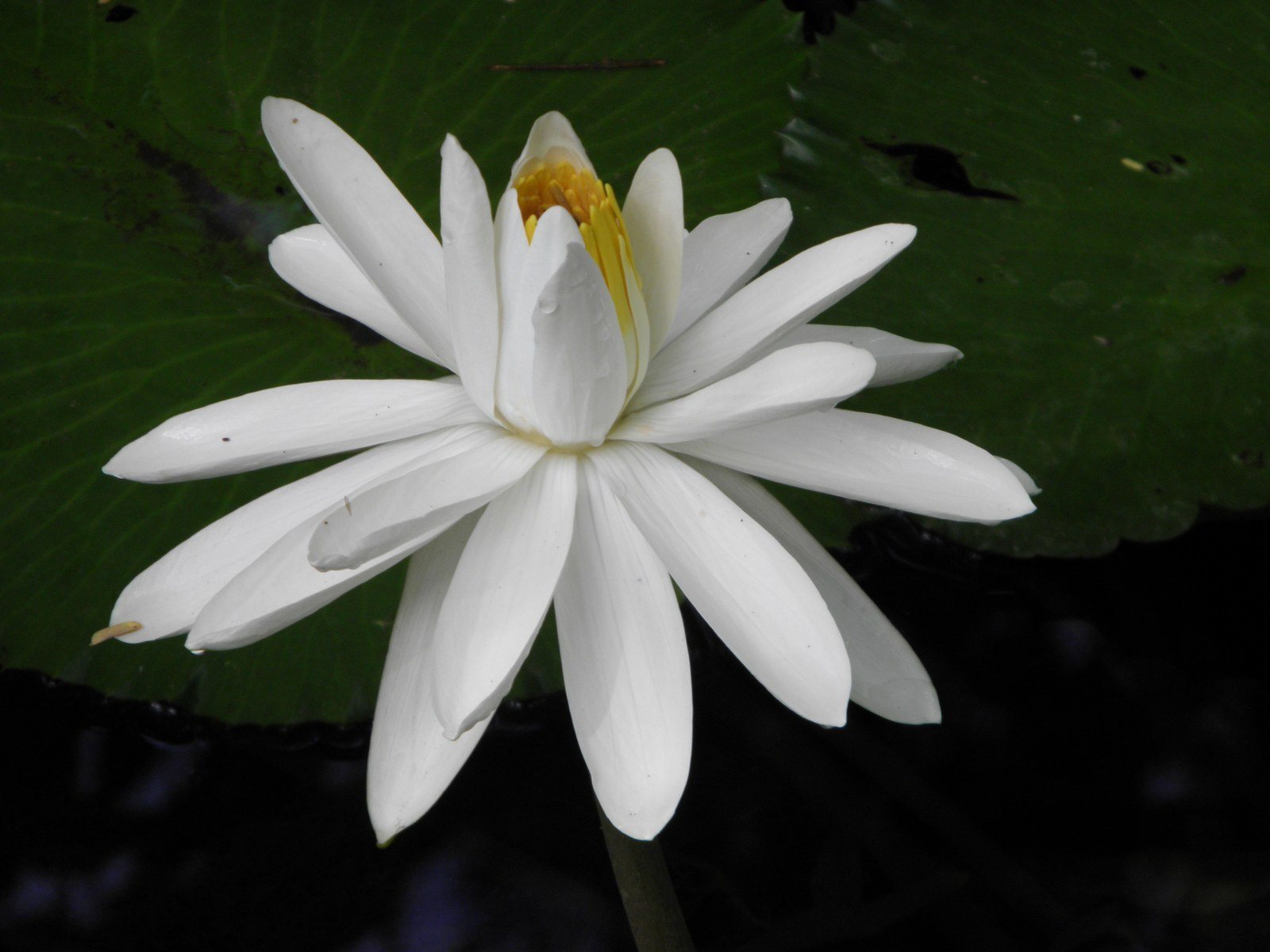 White Beauty
