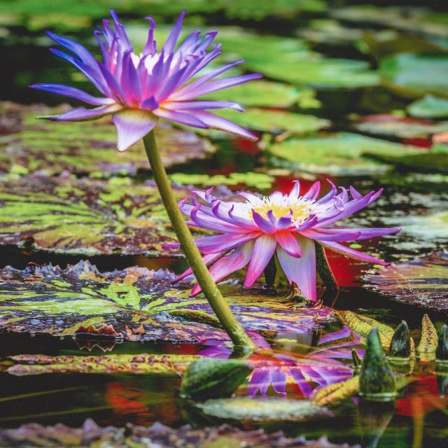 Waterlily