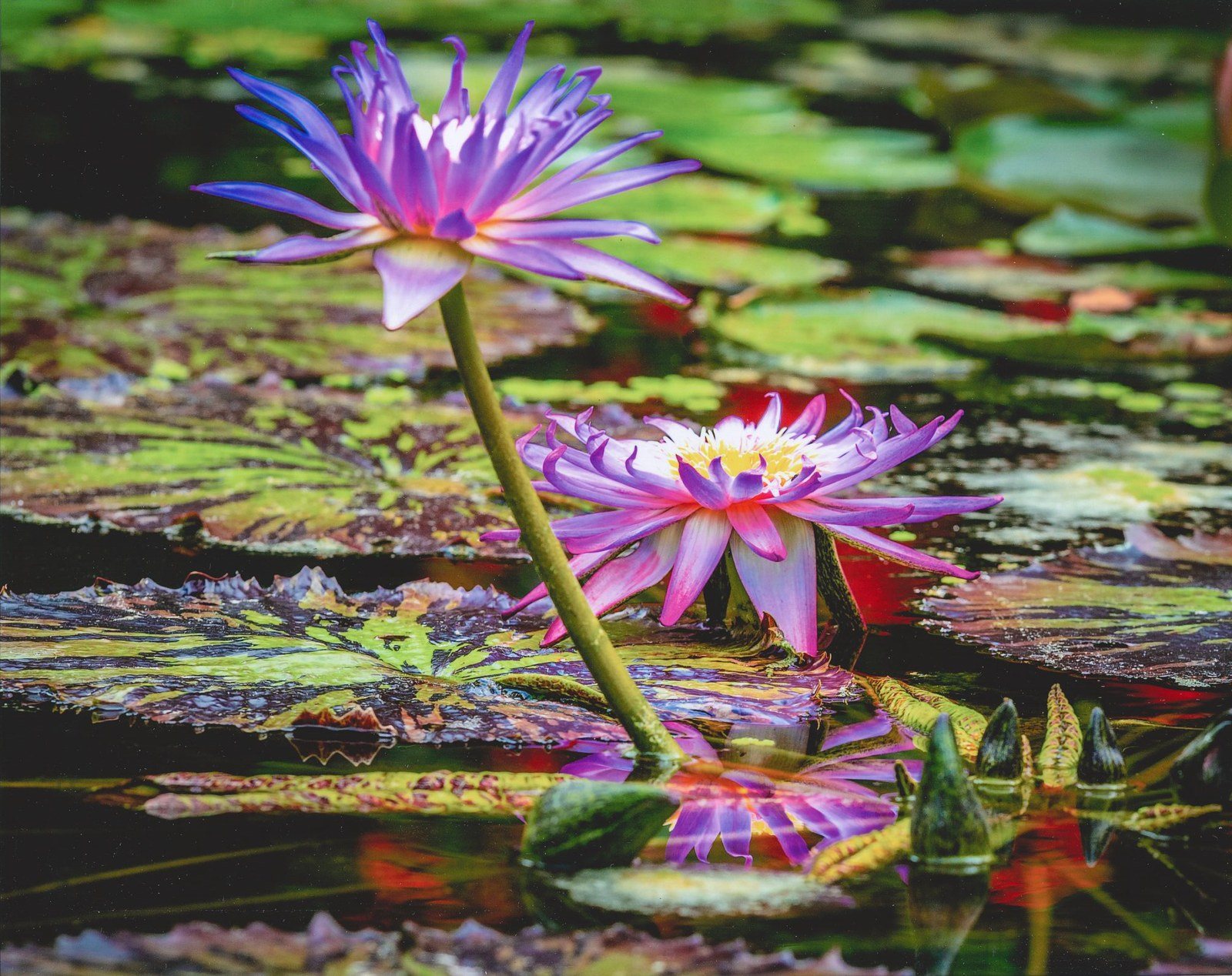 Waterlily