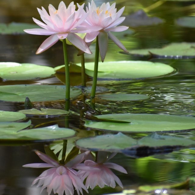 Memories Of Monet