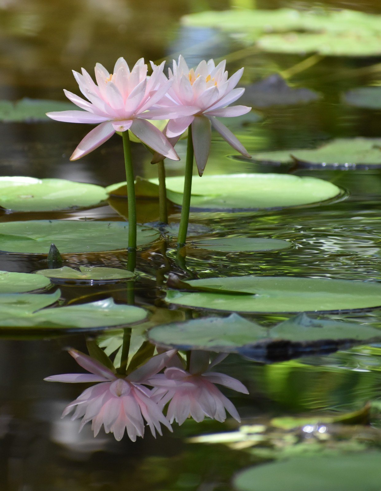 Memories Of Monet