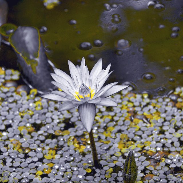 Splash Of Sunshine