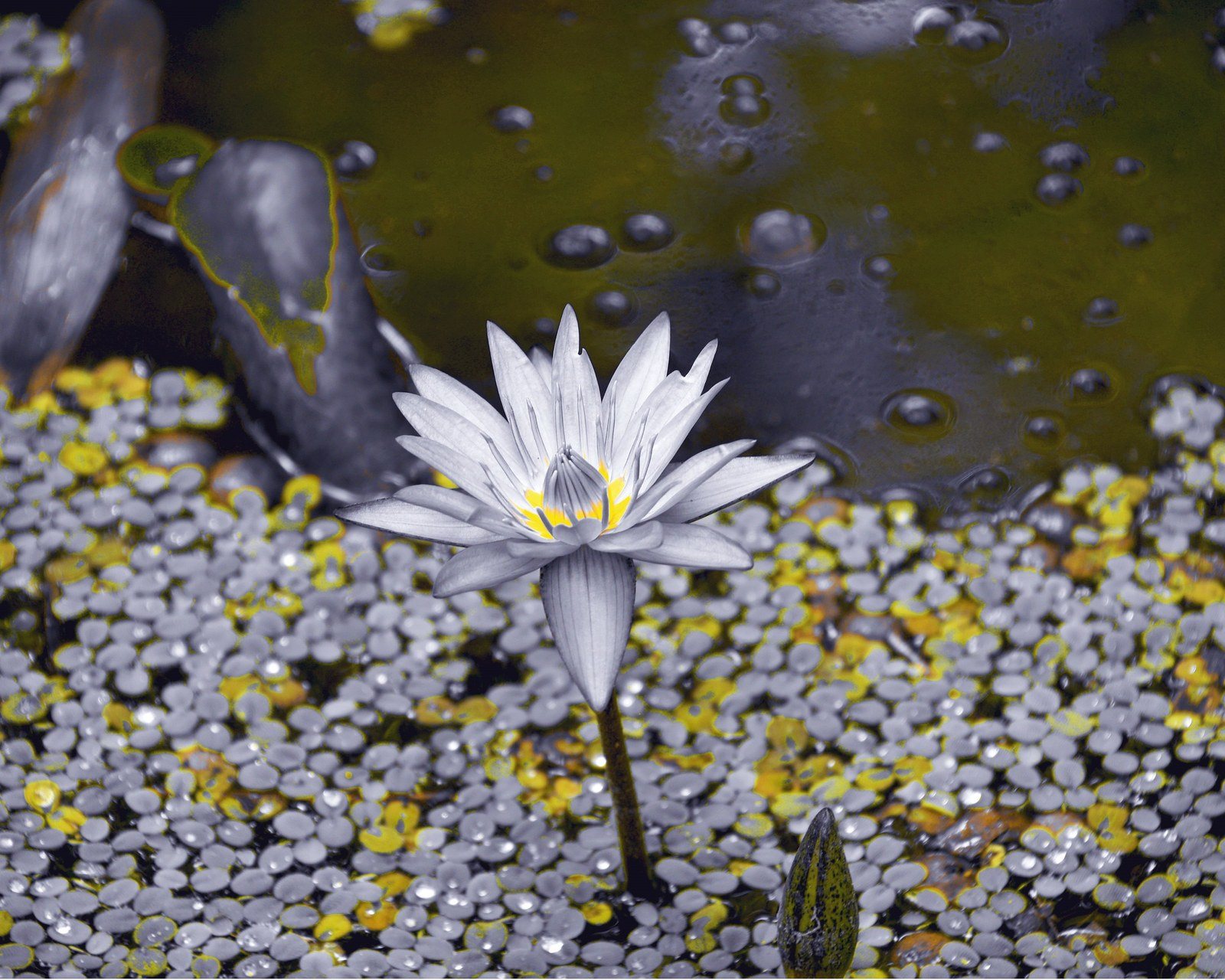 Splash Of Sunshine