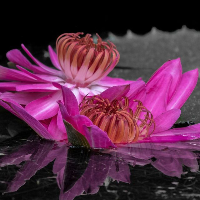 Reflections