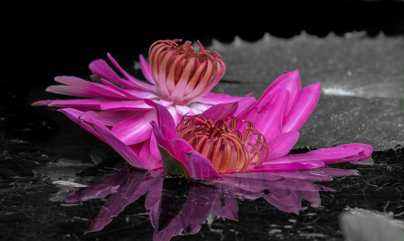 Reflections