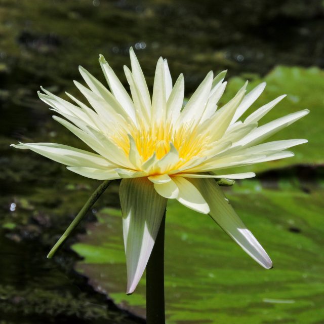 Sun On Bloom