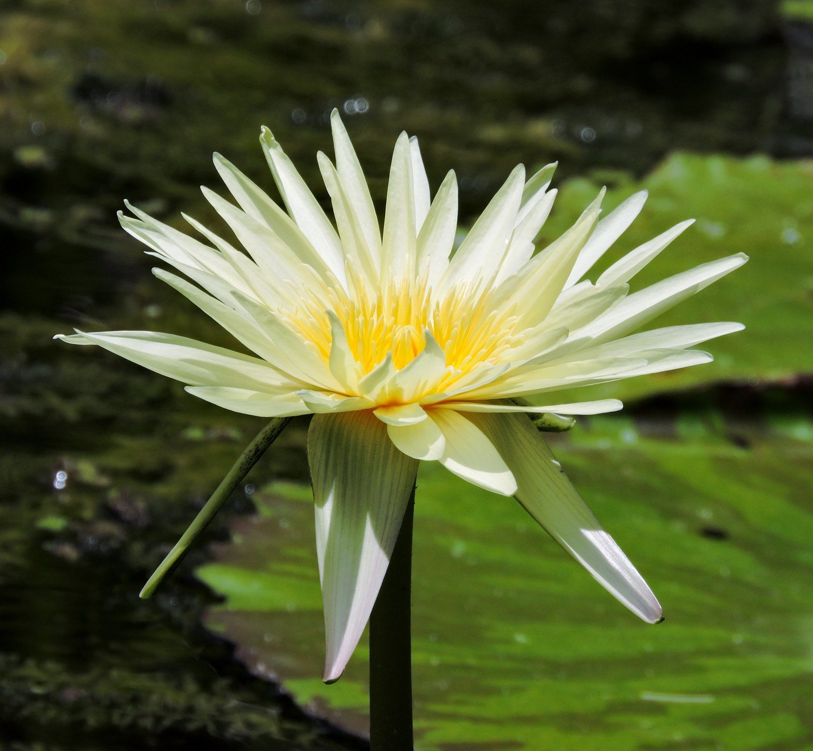 Sun On Bloom