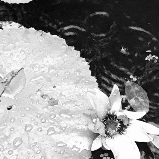 A Flower At Ease