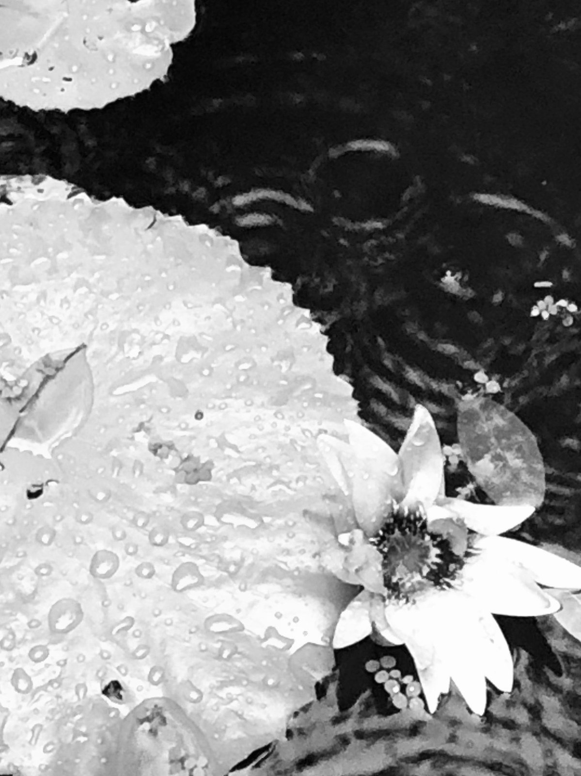 A Flower At Ease