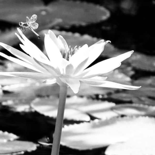Dragon In The Pond