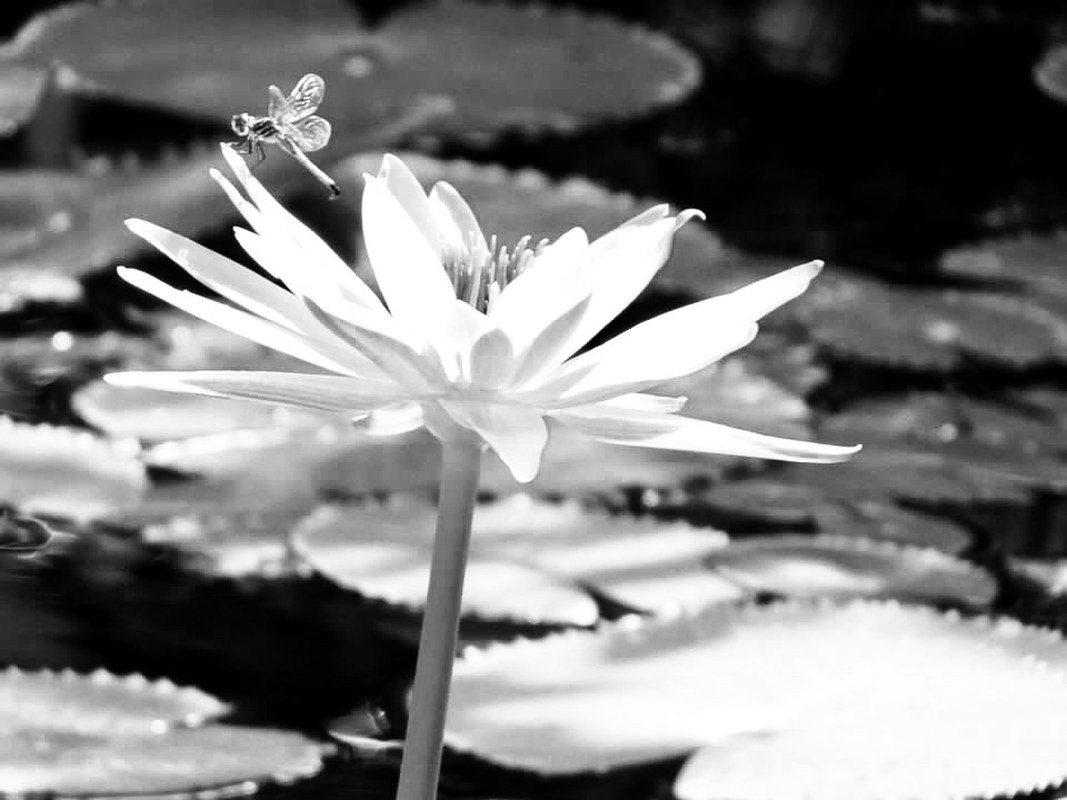 Dragon In The Pond